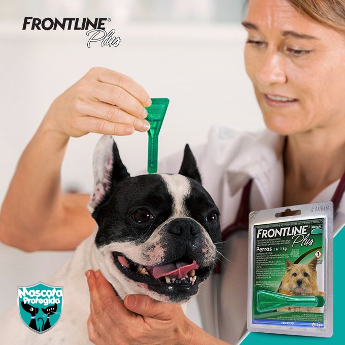 MascotaPro's tweet image. #FrontlinePlus es la opción más confiable para proteger a tu mascota contra las pulgas y garrapatas cada mes.