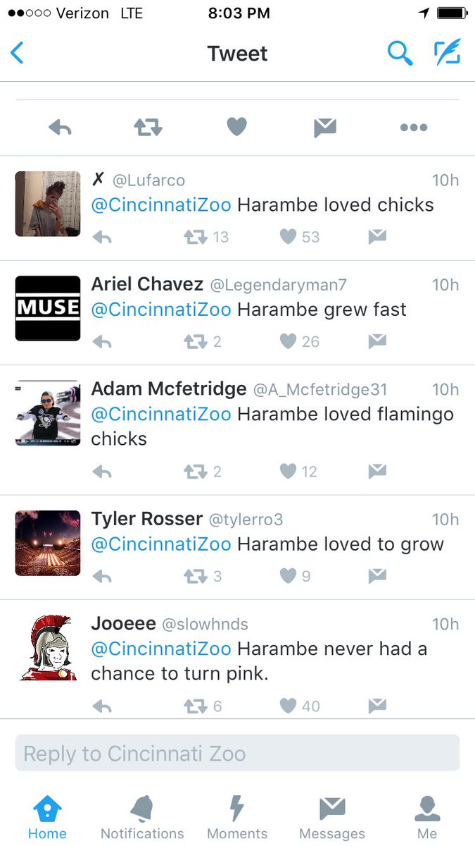 cincinnati zoo deletes twitter and facebook accounts over harambe