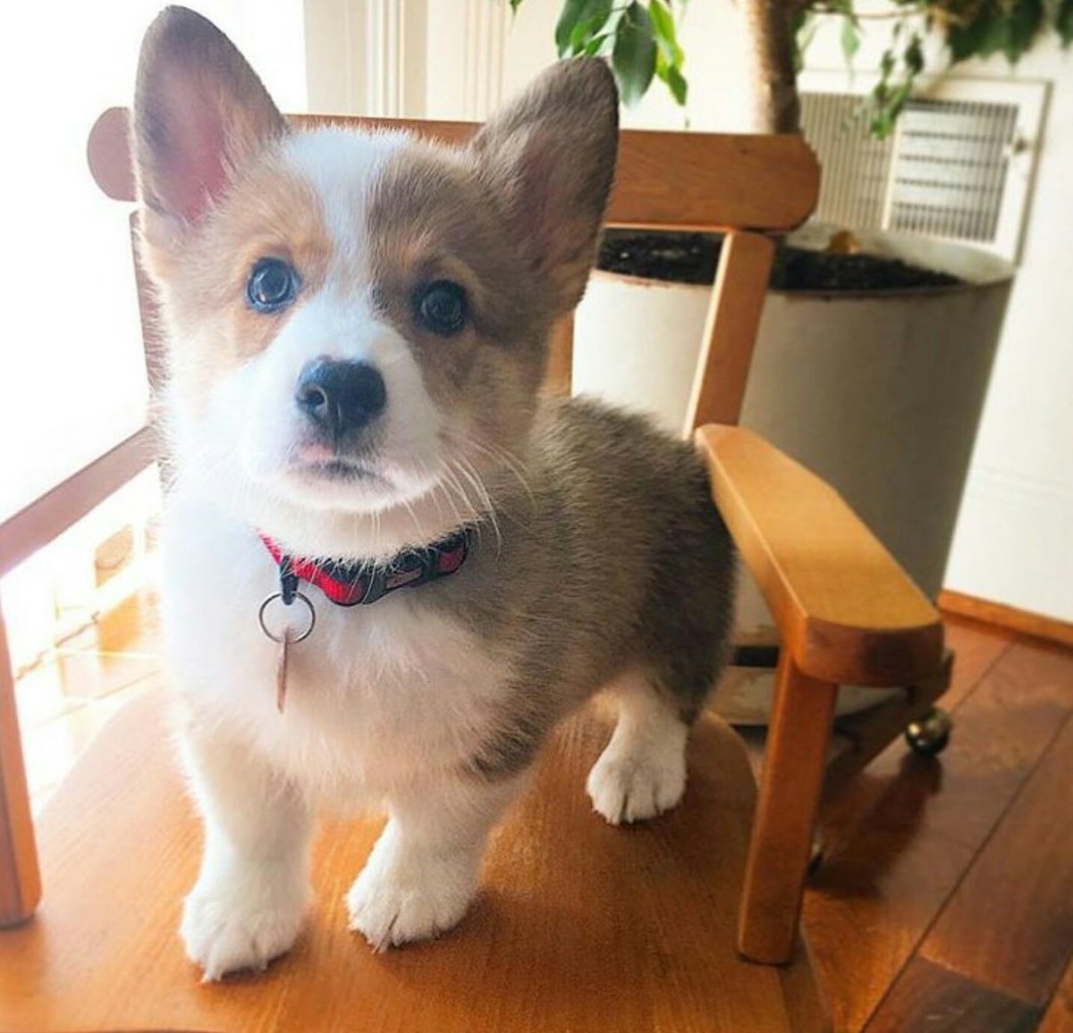 Corgi puppy 🐶