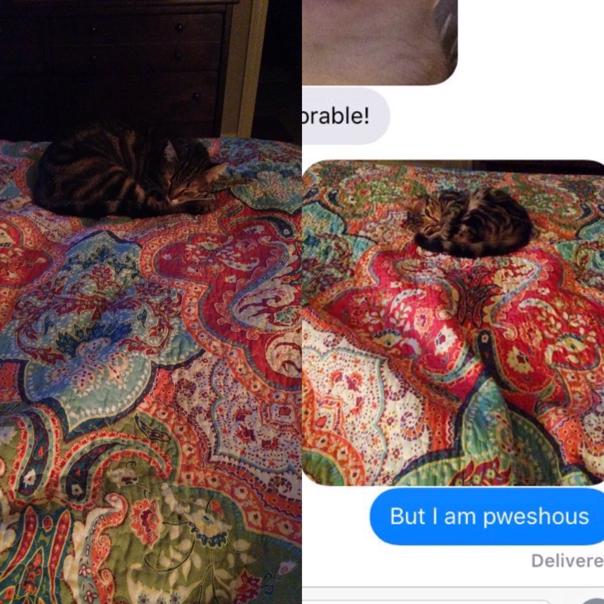 _erkwat's tweet photo. 8/13/16 vs. 10/27/15 #burtsbigger #muchgrow #veryup https://t.co/15HbDv0zkW