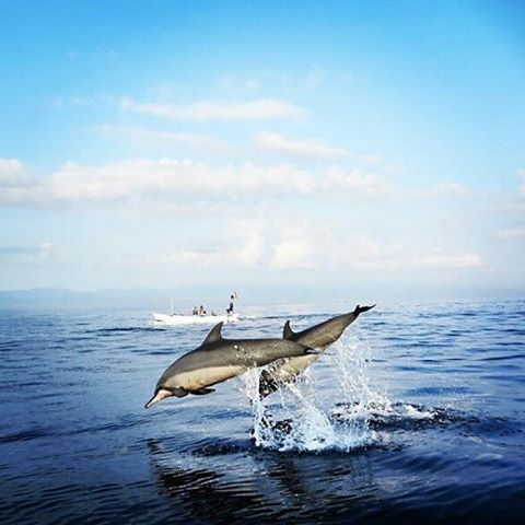 Jangan berhenti mempelajari sekeliling anda. Happy Sunday, dari Pantai Lovina ..