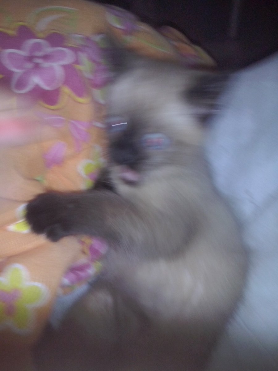 zquadrs's tweet photo. GENTE SOCORRO MEU GATO TÁ LOUCO MINHA MÃE DEIXOU CAIR UM COMPRIMIDO NA ÁGUA DELE E AGORA ELE TA ASSIM https://t.co/p1qvNeaRjg