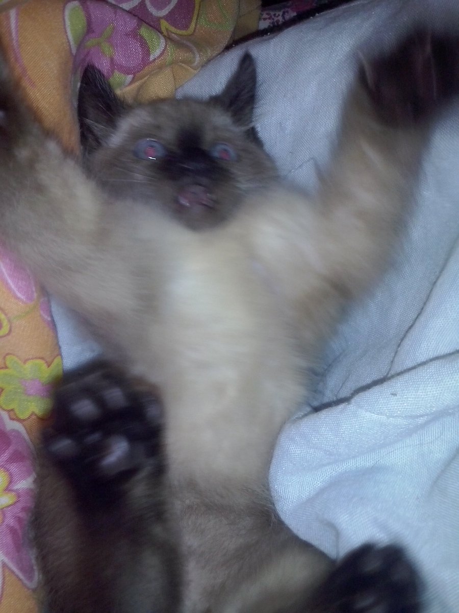 zquadrs's tweet photo. GENTE SOCORRO MEU GATO TÁ LOUCO MINHA MÃE DEIXOU CAIR UM COMPRIMIDO NA ÁGUA DELE E AGORA ELE TA ASSIM https://t.co/p1qvNeaRjg