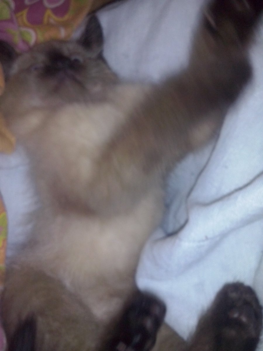 zquadrs's tweet photo. GENTE SOCORRO MEU GATO TÁ LOUCO MINHA MÃE DEIXOU CAIR UM COMPRIMIDO NA ÁGUA DELE E AGORA ELE TA ASSIM https://t.co/p1qvNeaRjg