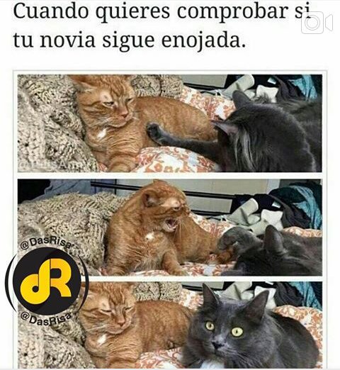 MuAngelisa's tweet image. Jajaja