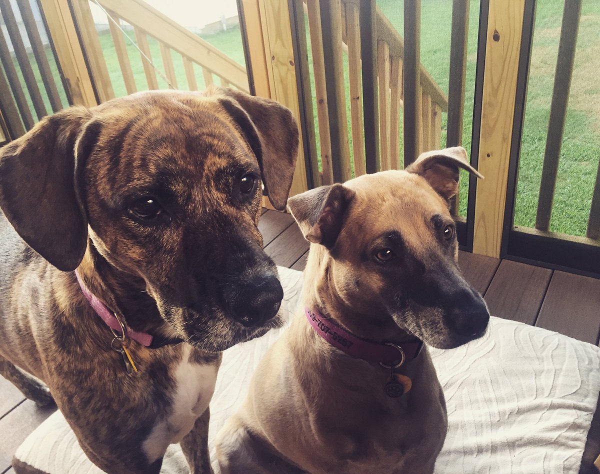 howaboutanolive's tweet photo. Lola &amp; Beckett love the USWNT 🇺🇸#DogsForChristen https://t.co/16ZRq1yhfl