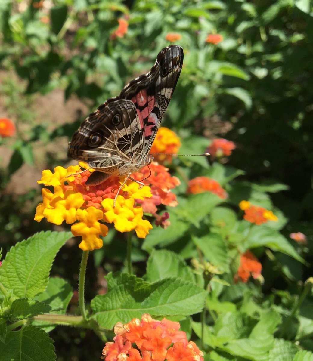 waystation7576's tweet photo. #americanlady #butterfly on #lantana @BackyardEcology @TheLepSoc @Butterfly_VA https://t.co/JhgpsGNjrQ