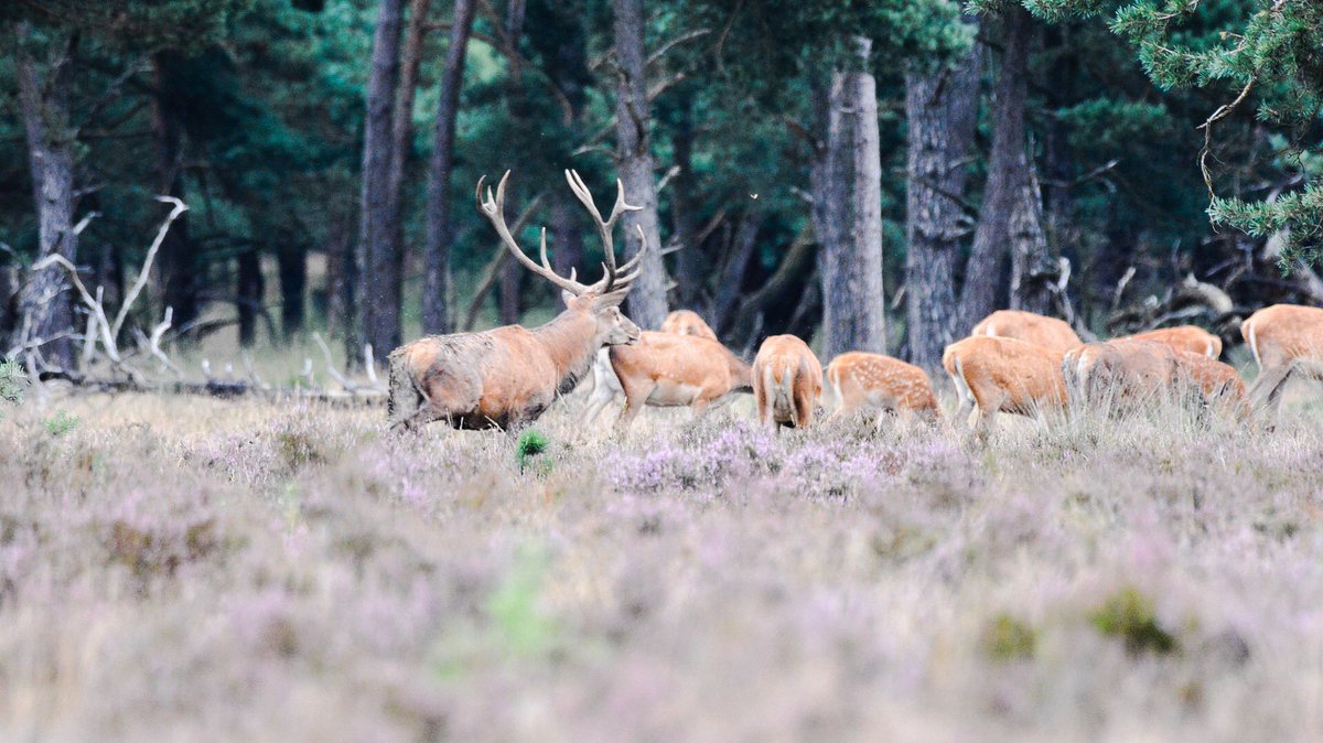 ReporterMarloes's tweet photo. Nieuwe #camera en dus nieuwe #foto #veluwe #edelhert #hert #fotografie #natuur https://t.co/oIDZ1E0Bcy
