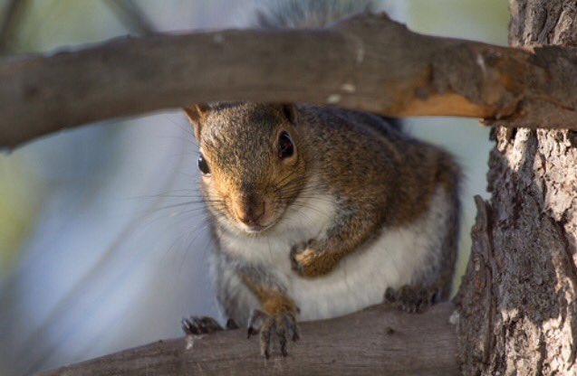 MSSquirrels's tweet photo. I can't believe my eyes. My human friends are back home! #GoRacers @murraystateuniv I hope they remembered  the nuts https://t.co/w6dCwAiP7z