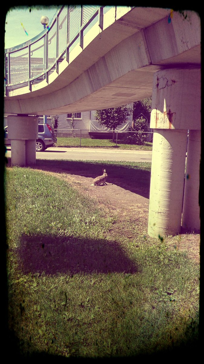 cultofthebat's tweet photo. Forget a Troll under a bridge, Calgary has a rabbit 🐇 https://t.co/mlRzLypW34