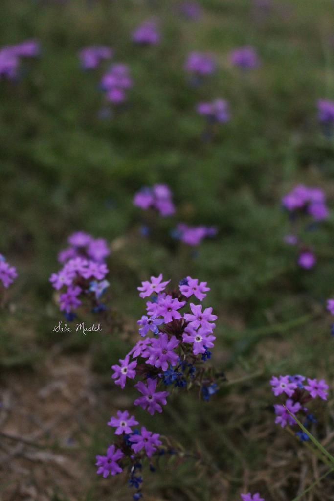 Saba_Musleh's tweet photo. "You are beautiful because you let yourself feel, and that is a brave thing indeed..."  🌌 
#_poetry https://t.co/9x2ZX5J0x4