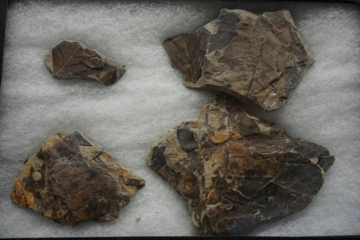 Fossils right from your neighbourhood Kits Beach! Check them out at #VancouverGemShow this wknd <a href="/VancityBuzz/">vancitybuzz</a>