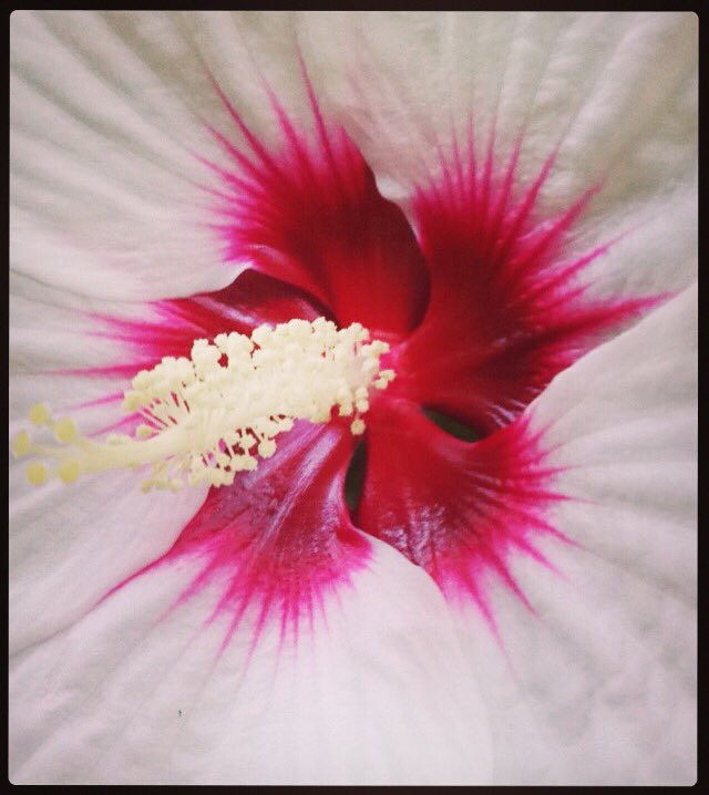 SailorStar05's tweet photo. #flower 🌺💕 https://t.co/6Hm5rJozDL