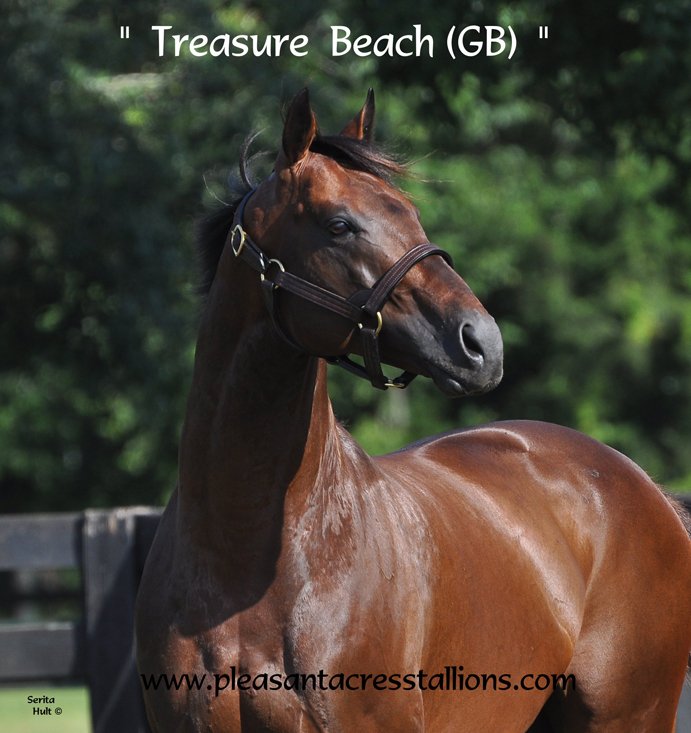 PleasantAcresSt's tweet photo. Find your Treasure at #OBSAug! Treasure Beach's 1st yearlings! Everyone's talking about them https://t.co/J9VL2WRoZo https://t.co/fhup0Slbgr