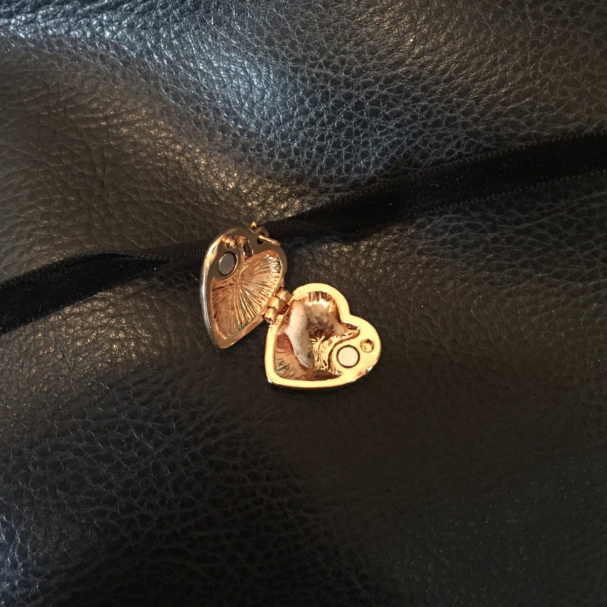 images My Dog's Tooth Fell Out What Do I Do alexis on twitter my dog s tooth fell