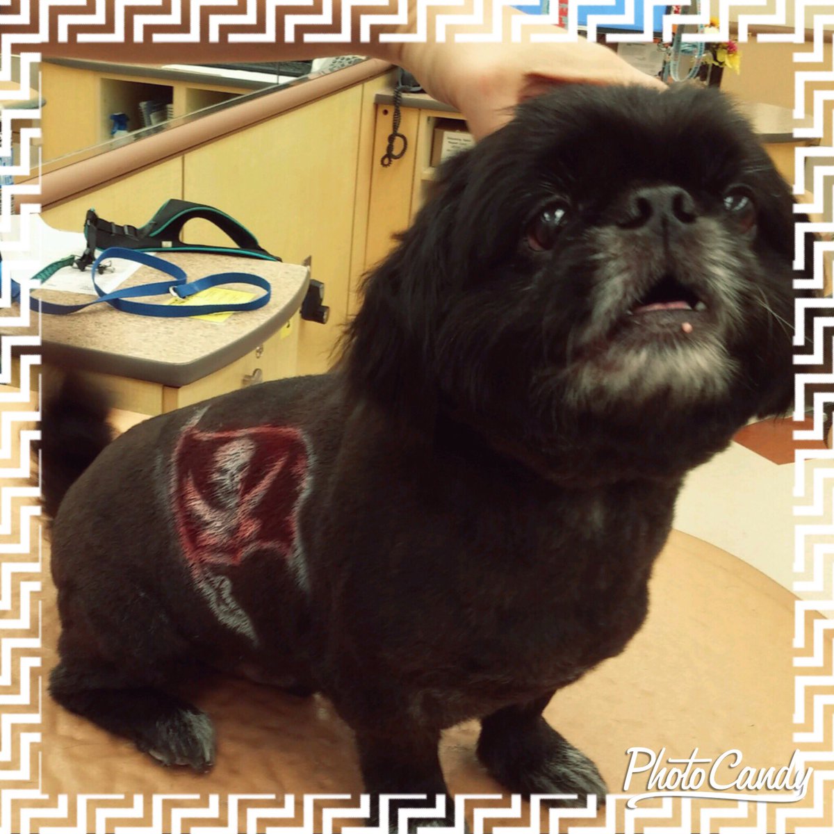 PetSmart1683's tweet photo. Mojito is a @TBBuccaneers fan!  Visit a #PetSmart Salon for a #PetExpression stencil of your favorite team logo! https://t.co/m0MKKSBvB7