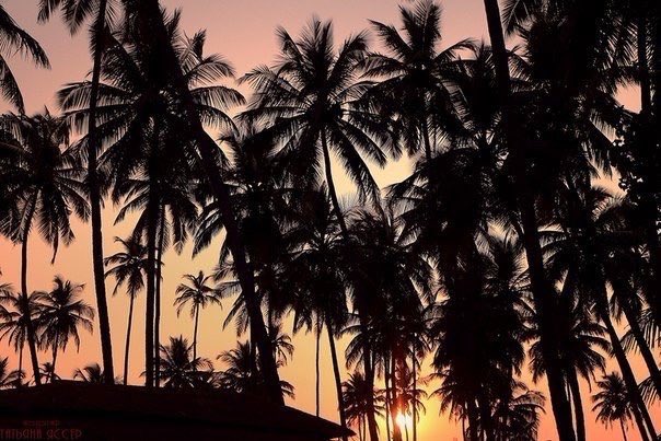 iwantitsofbad's tweet image. Sunset in Goa, India.