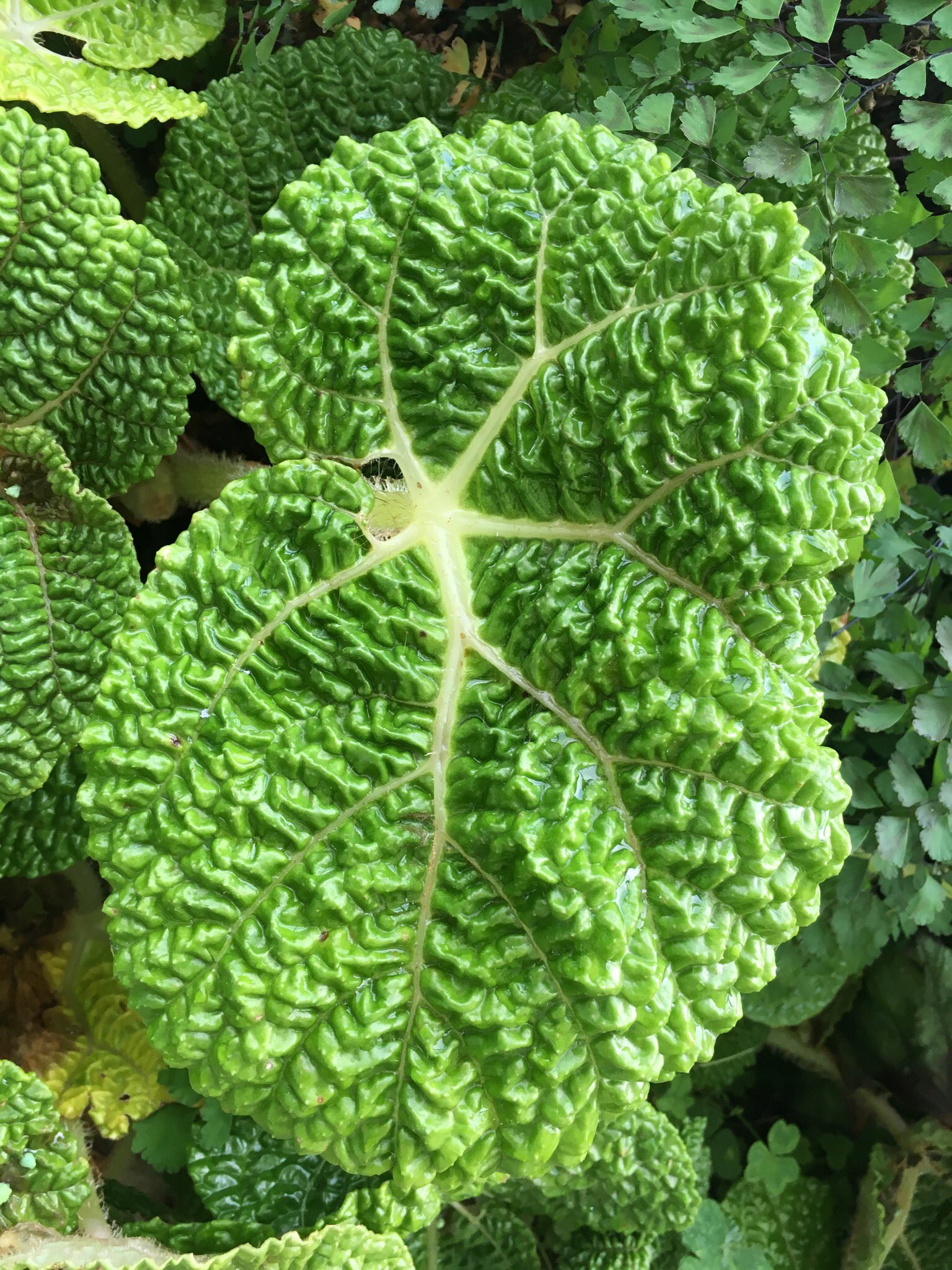 Jimmy Turner в Twitter: „Begonia gehrtii a rhizomatous type with very  distinctive foliage prefers a cool location #Begoniaceae  /Sw2avr7A1U“ / Twitter