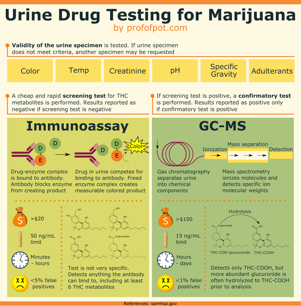 How does urine drug testing for #marijuana / #cannabis work? Infographic: profofpot.com/urine-drug-tes…
