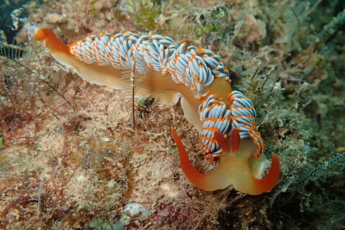 RadioNational's tweet photo. Mary? Phil? Sluggy McSlugface? Our #NameThisCreature comp closes tomorrow https://t.co/dpU1Fm0CYT #ScienceWeek https://t.co/FzpZB8LJPW
