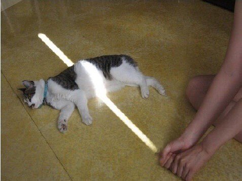 동물병싱짤 (@whereru_animal) on Twitter photo 