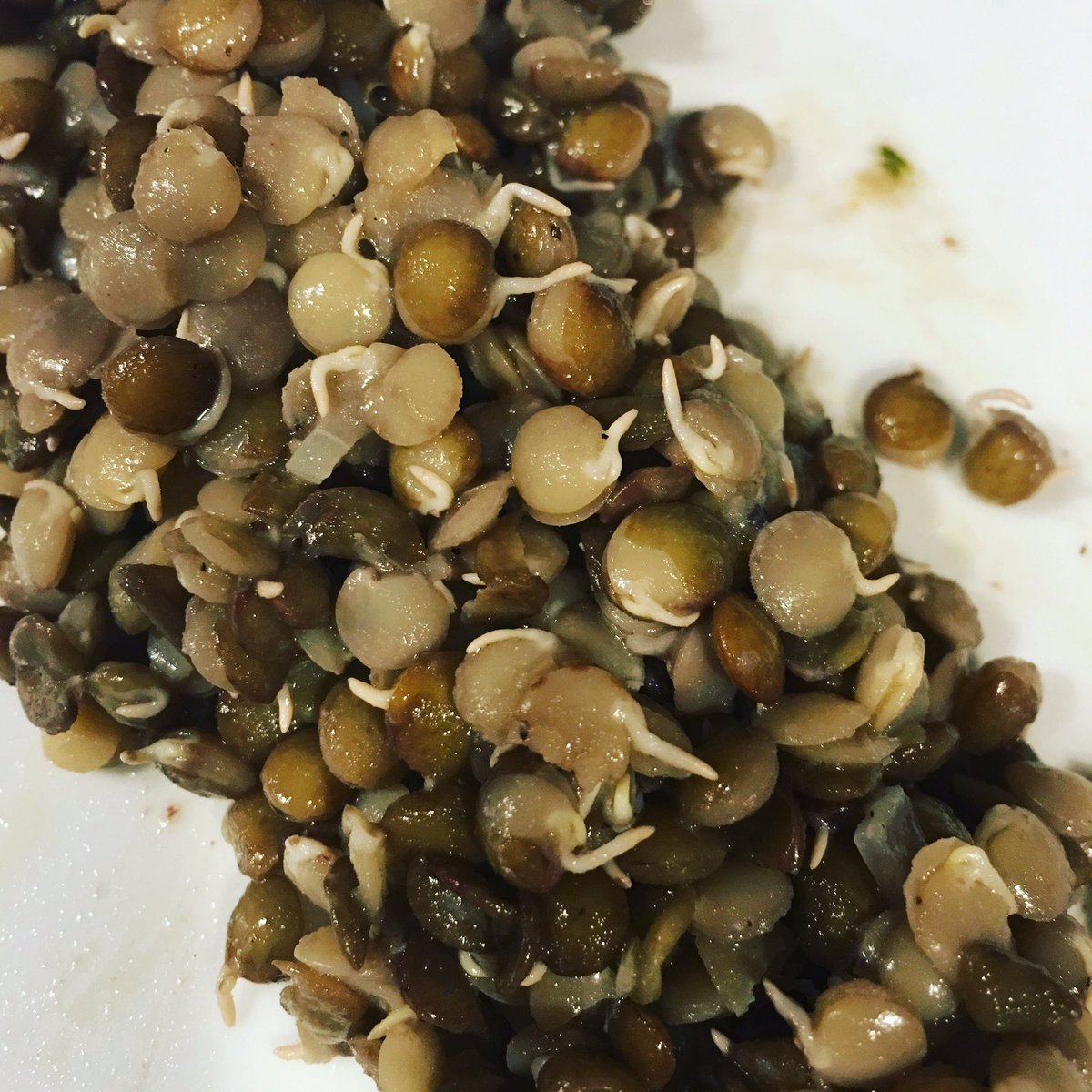 hebchef's tweet photo. French Green Lentils... Love the natural color. #eatmorelentils https://t.co/khppBkoPGJ