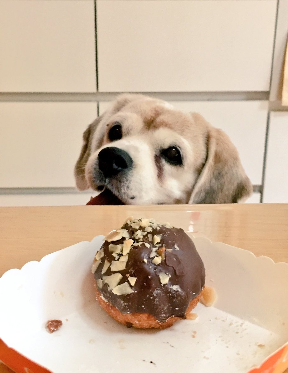 aoynlb's tweet photo. これはチョコがかかってるからダメ！
それ以前に…ドーナツ🍩もあげないよ💦 https://t.co/BBzuRQdEIP