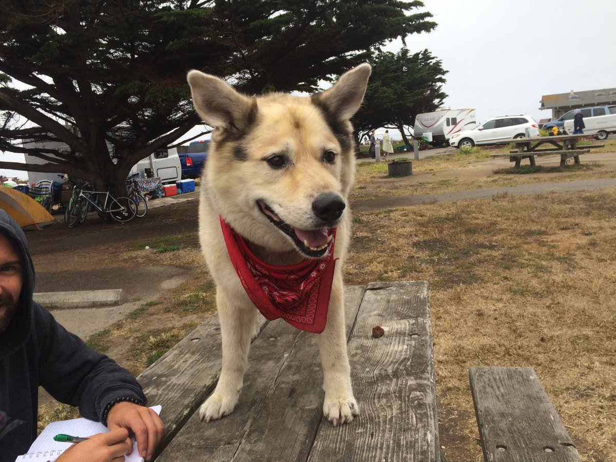 Tdog tweet media