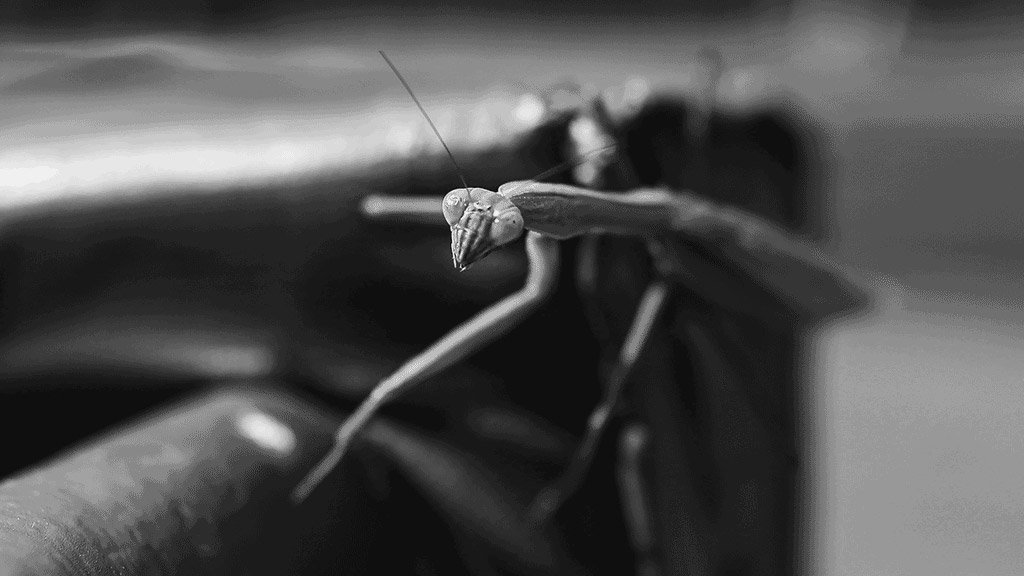 The spirit of #RallyMantis will live on.

Forever.
