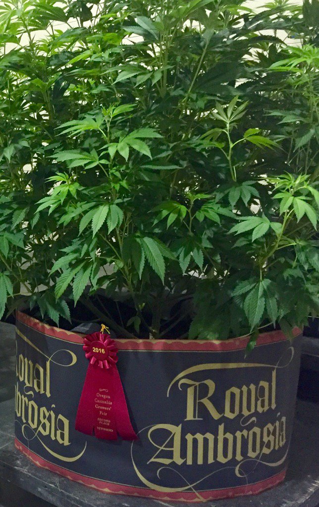 Second place and proud #oregongrowersfair