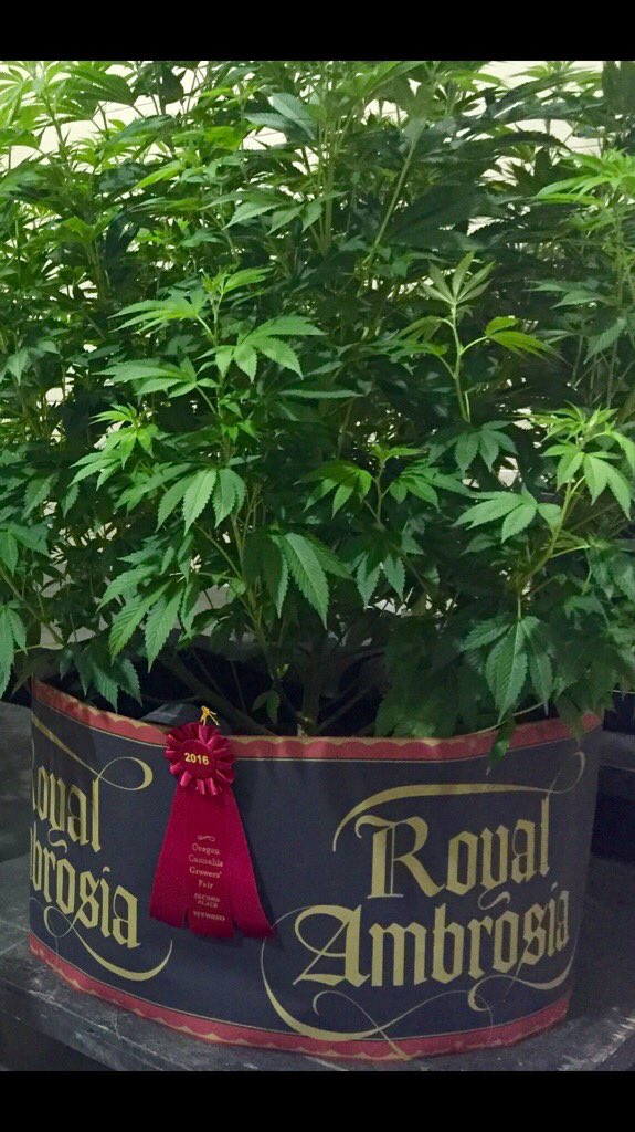 There she is 2nd place she's known as the "Dawg Walker OG"...#supergas