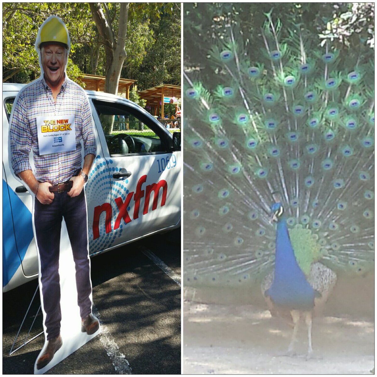 hitnewie's tweet photo. @ScottyCam9 #CutOut Is Hanging With The #Wildlife + #NXHitCrew @ #BlackbuttReserve 🐨🐸🐞🐝 #FreeStuff #TheNewBlock 🏢🔨 https://t.co/m7GXNVlS4J