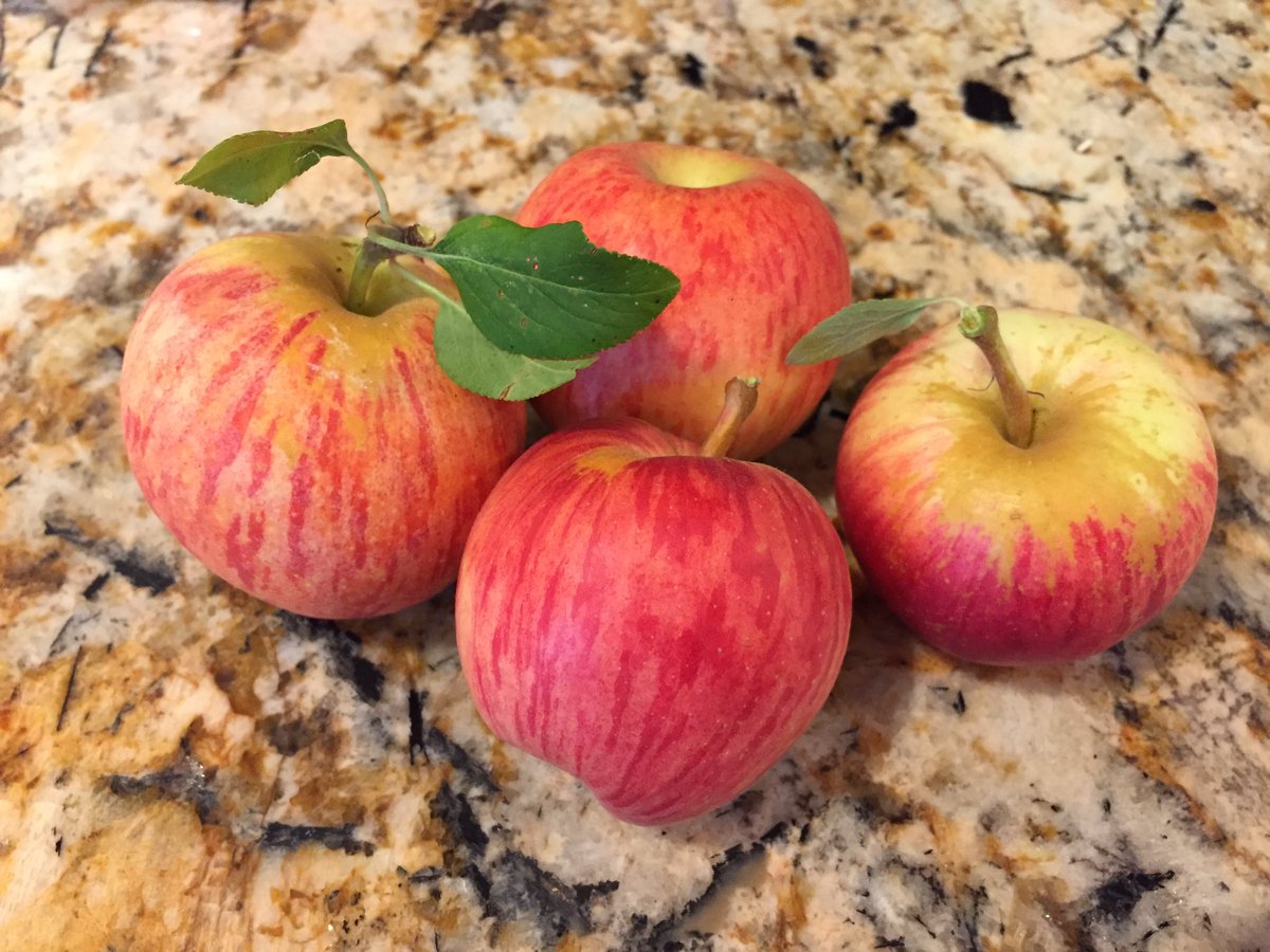cuttlewig's tweet photo. First 🍎 harvest of the season! The question is, which ones are buggy and which ones aren't? 🐛🐛🐛 https://t.co/8KHqmvKD0o