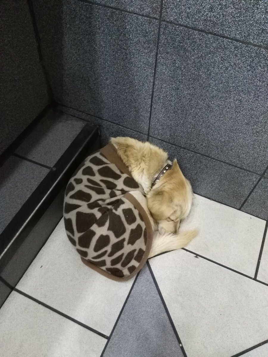 Javi_Plaza's tweet photo. Este perrito está en el burger king del Apumanque. Tiene collar negro y se ve tranquilo, quizás alguien lo busca. 😓 https://t.co/kaQDp8CBqv