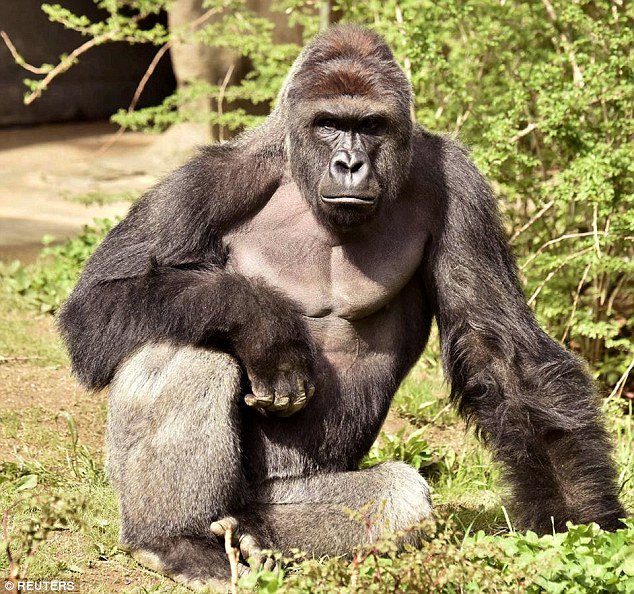 pl0xigt's tweet photo. @TocaPacheco Harambe. https://t.co/Zwq6nfB3j1