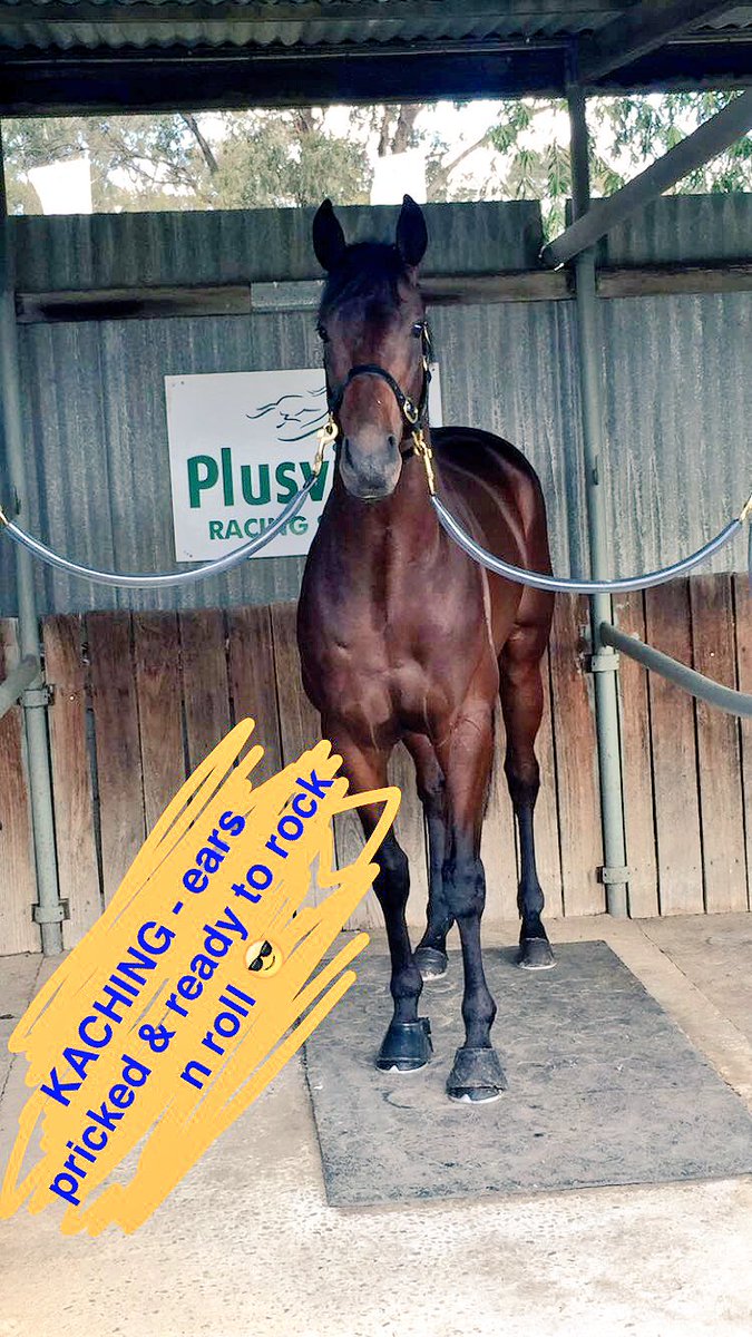 FirstLight_FLR's tweet photo. KACHING relaxed &amp; ready to rock at Bendigo - Good luck all owners! #gokaching #sonofagun https://t.co/nShCeRlii8