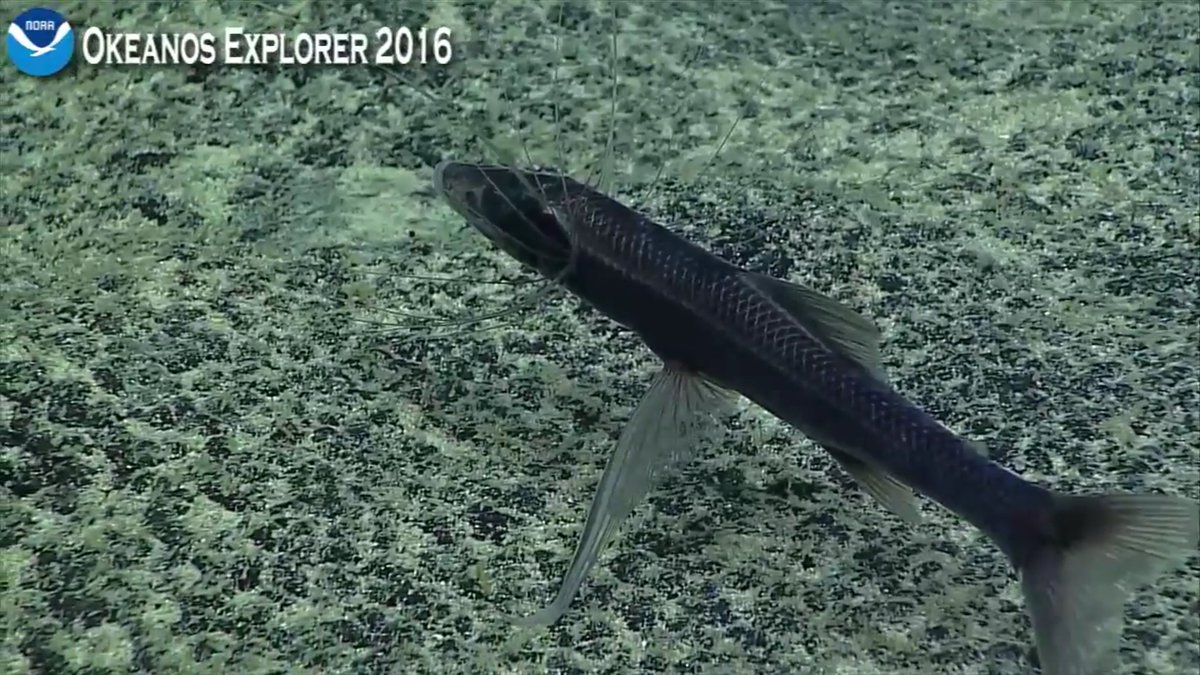 mama_peters's tweet photo. A fish with scales! #notaneel #okeanos https://t.co/ILiNwUi9Ee