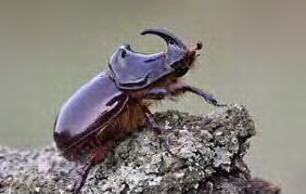 Hama penyerang tanaman kelapa