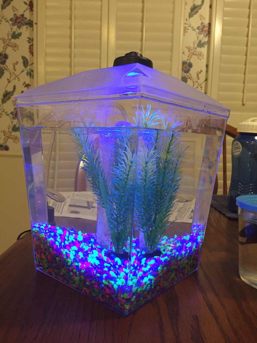 jason_fletcher_'s tweet image. So Jay (and his family) bought me a beta fish as my "going-to-college" gift 😂
Welcome to the fam, Gerald 🐠