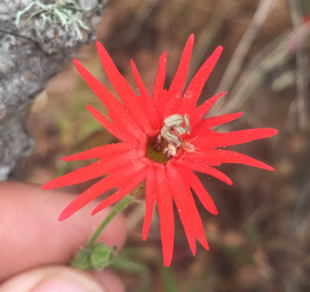 tstou10's tweet photo. No #Chloropyron 2day, but loads of #beautiful, red-flowered #Silene (catchfly, #Caryophyllaceae) 2B had @ #MorroBay! https://t.co/wcMSZT4fWS