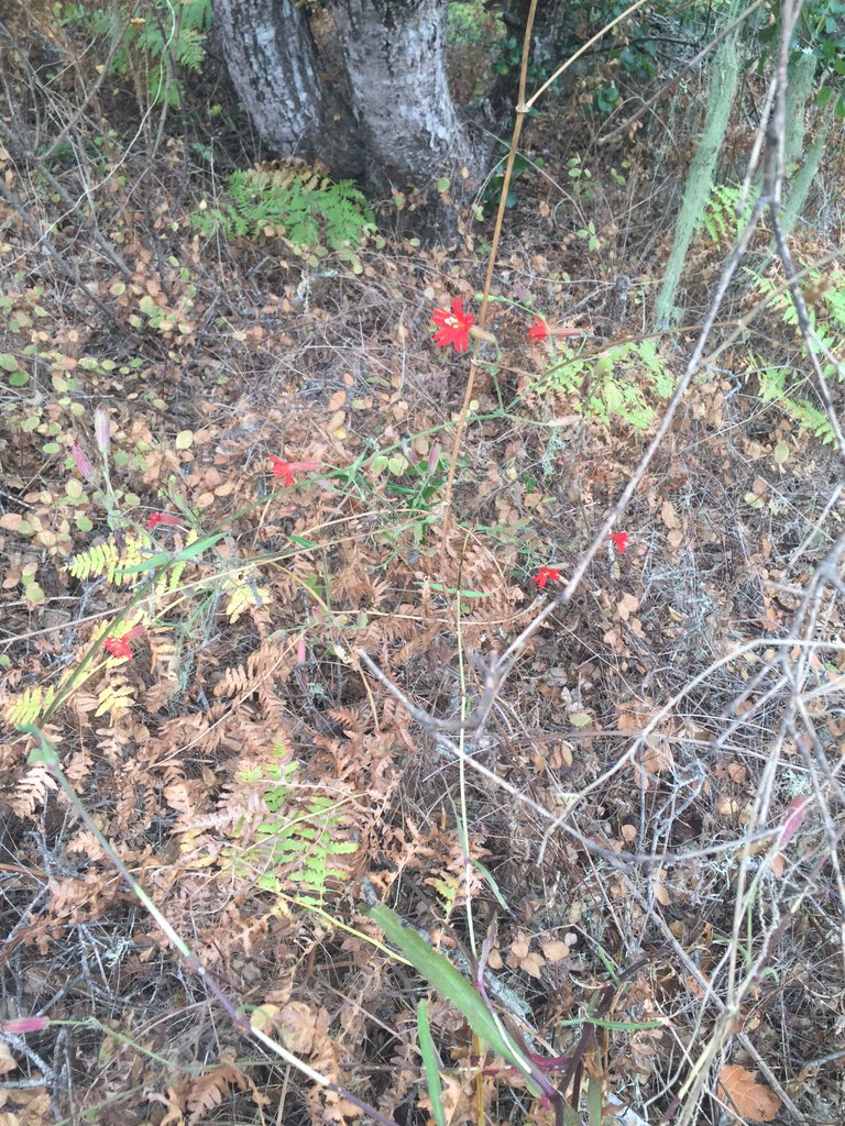 tstou10's tweet photo. No #Chloropyron 2day, but loads of #beautiful, red-flowered #Silene (catchfly, #Caryophyllaceae) 2B had @ #MorroBay! https://t.co/wcMSZT4fWS