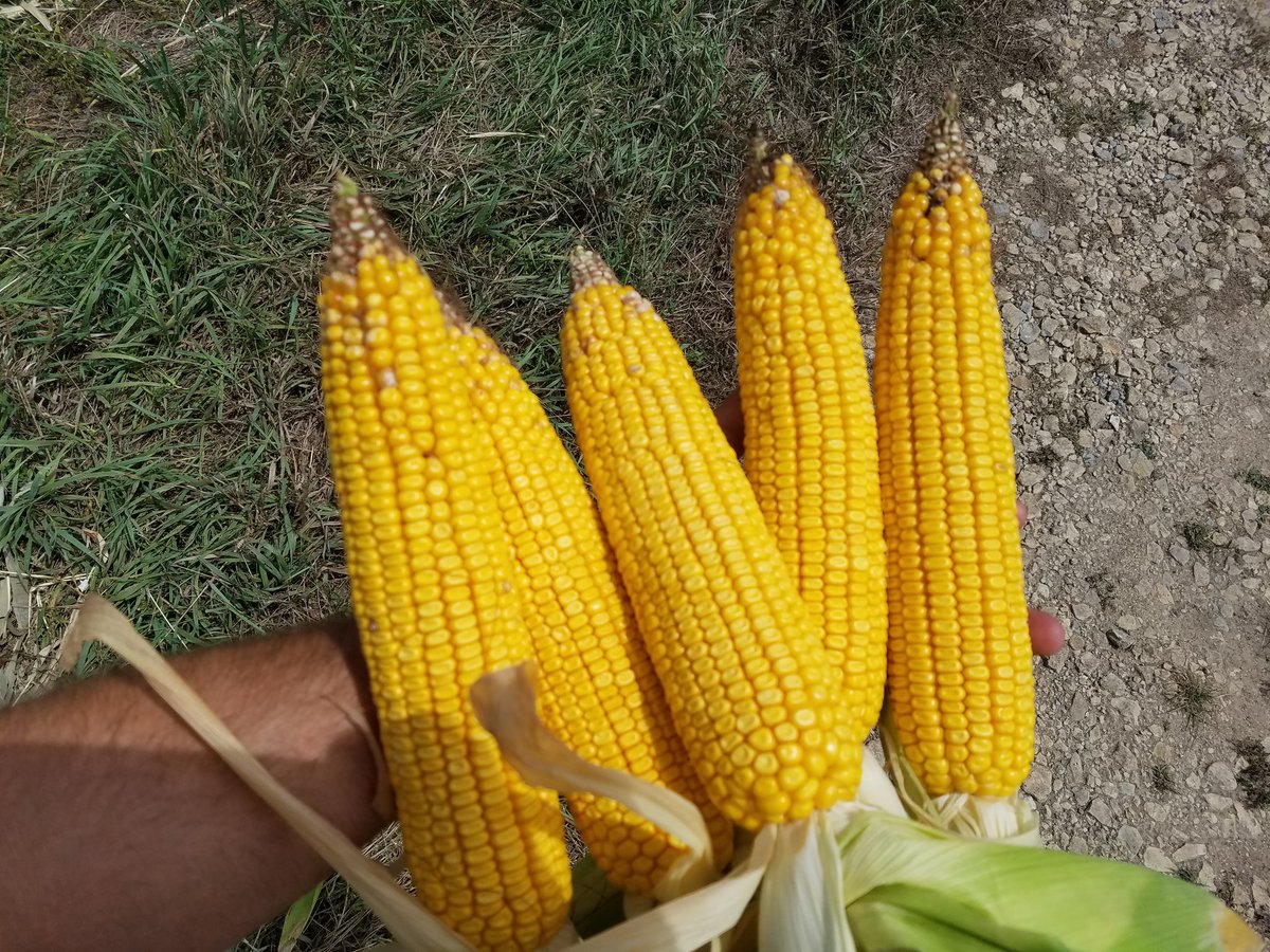AlphaAgSolution's tweet photo. Kansas Dryland Corn from a field that has had Terra One applied 3 straight years. https://t.co/YHNJycBqj5