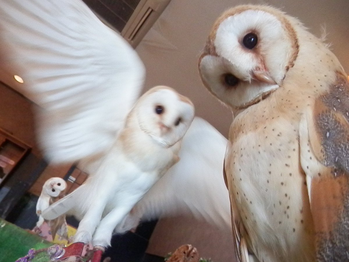 しあわせをよぶふくろうの城 メンメンスリーショット 手前の子 可愛いく首傾げポーズ 真ん中の子 カメラに向かってアピール ぷちとま 首を傾げすぎてホラーに 笑 ふくろうの城市原店 フクロウ ふくろうの城 T Co W1skmvhh1w Twitter