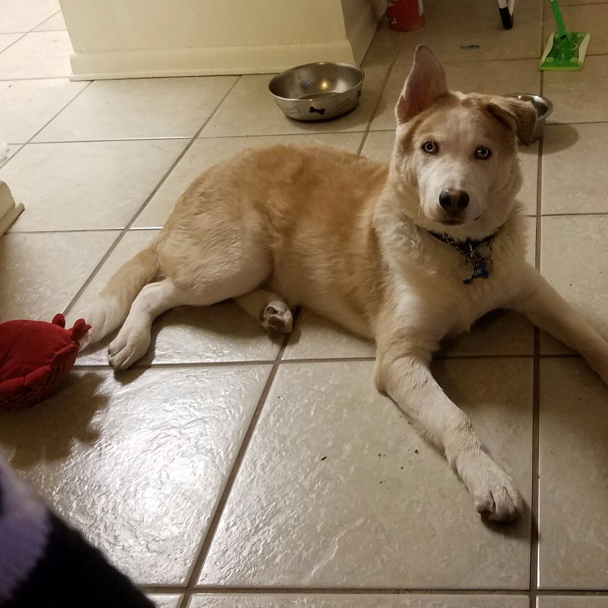 RedDreams106's tweet photo. My baby!! #husky #puppy https://t.co/R52wyA8kTx