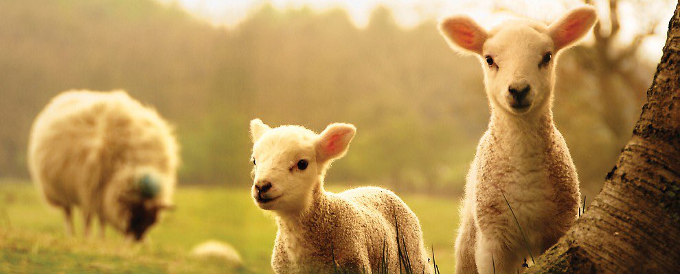 OgeeSupplies's tweet image. Ogeesupplies.co.uk to see our selection of 100% natural building materials. #sustainable #sheepwoolinsulation