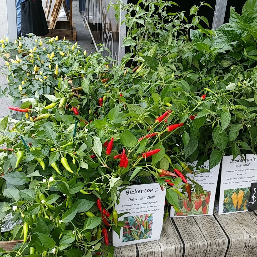 Bickertonsfood's tweet photo. Great #chilliplants today @TonbridgeFmMrkt check them out #superchilli #narga #scotchbonnet #fatalii #habanero https://t.co/TUIzD1Hlyb