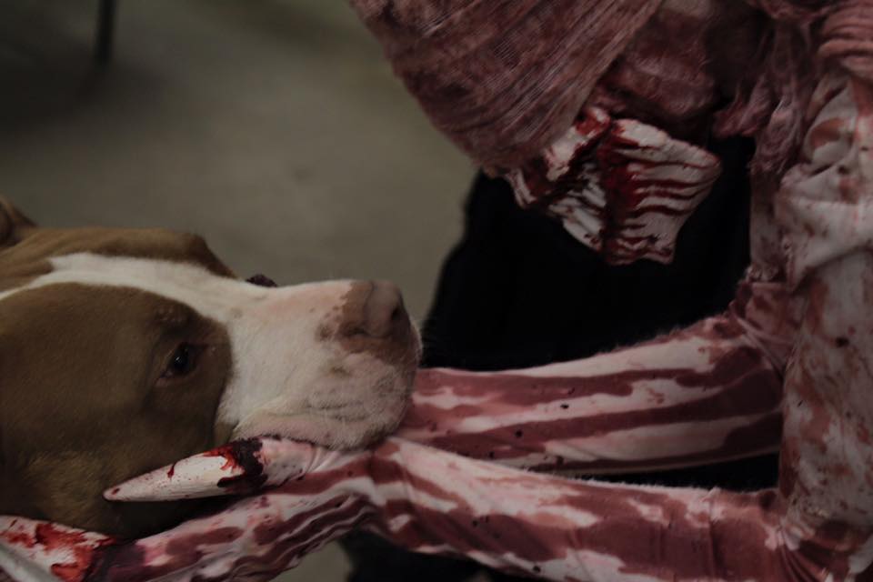 Doctor_Maw's tweet image. Look at this hell hound. So vicious. I must have one.