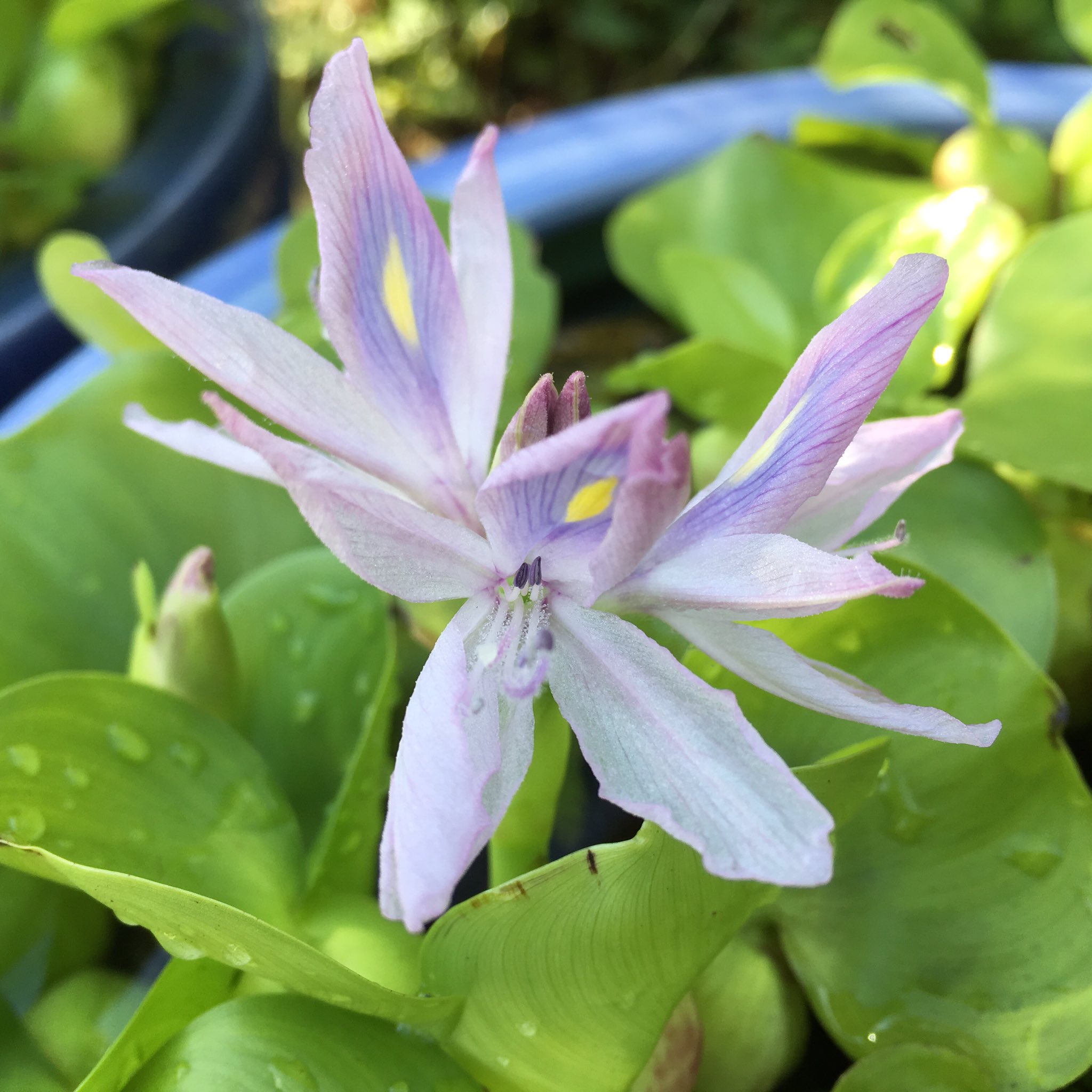 ハナミズキ 今朝起きたらホテイ草 ホテイアオイ の花が咲いていました 青い悪魔の花は名前に反して可憐な感じで そんなにワルイヤツでもなさそうです 蕾もたくさん T Co Zrubz9uyuw Twitter