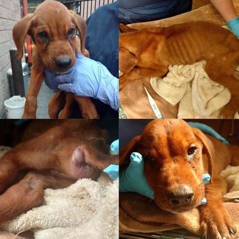 Please if anyone can help #JusticeForCaleb campaign please do. fundly.com/caleb-reward