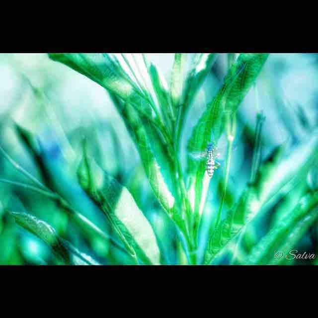 Vorete's tweet photo. #wasp #avispa #iOSPhotos #Snapseed #insect https://t.co/DMlXYiEOxy https://t.co/enUeZYsEv1